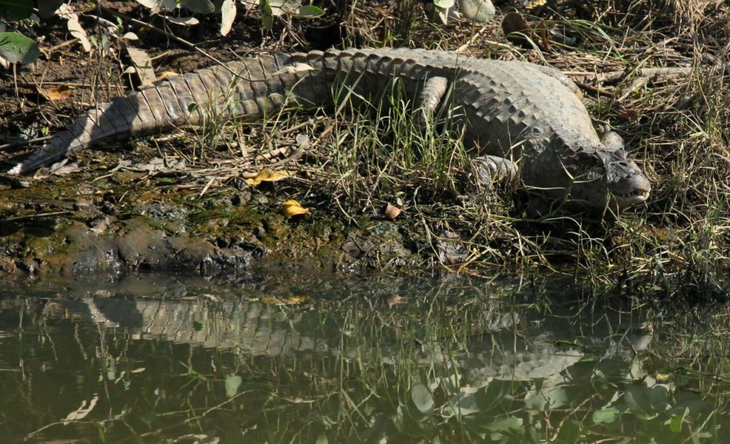 Arapiraca abre inscrições para capacitação em resgate e manejo de répteis